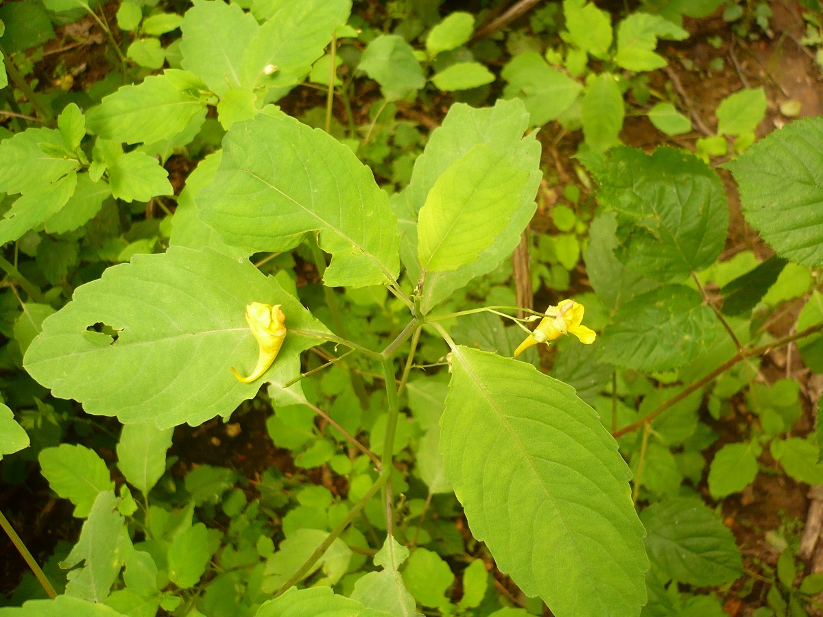 Impatiens noli-tangere (Balsaminaceae)